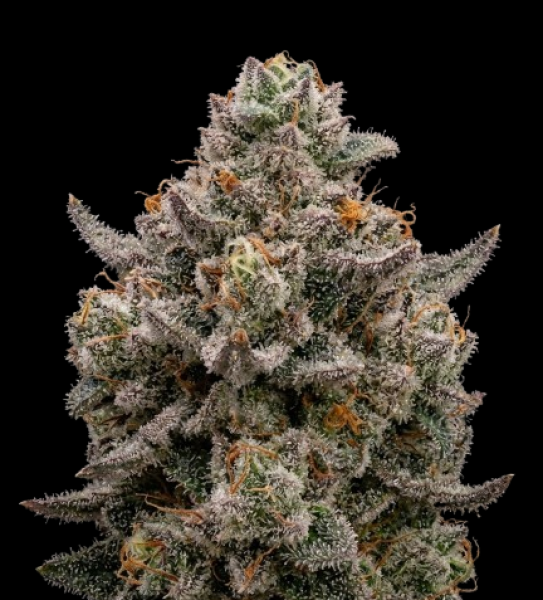 Zookies x Bubba